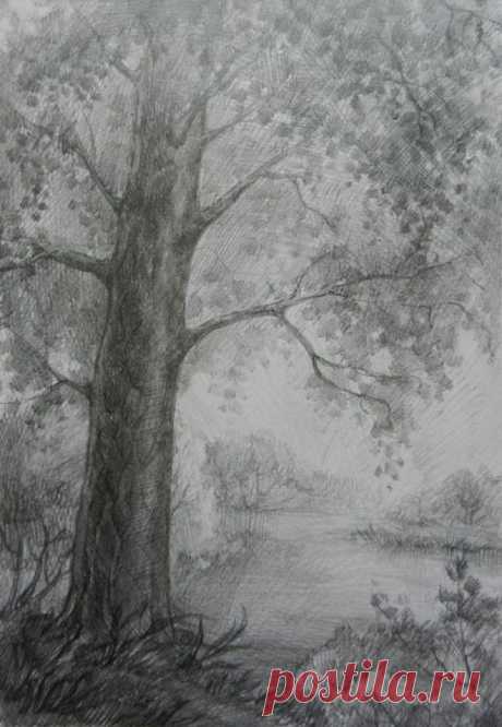 Как нарисовать дерево карандашом — Sketch-Art