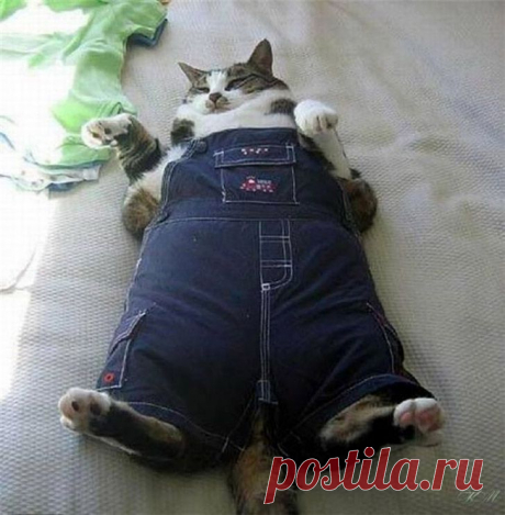 Толстокоты -1