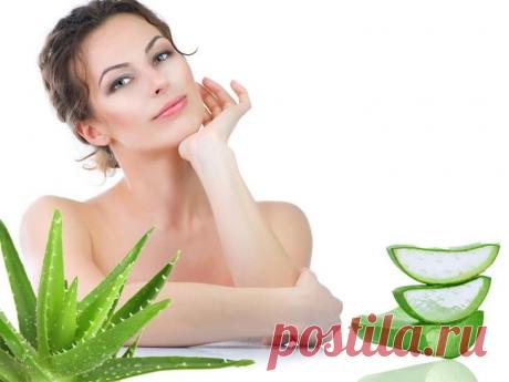 Аптечка на подоконнике: 15 полезных свойств алоэ для здоровья и красоты