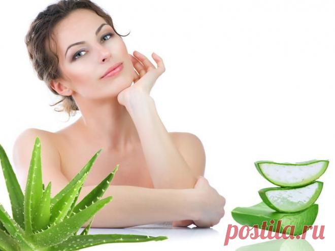 Аптечка на подоконнике: 15 полезных свойств алоэ для здоровья и красоты