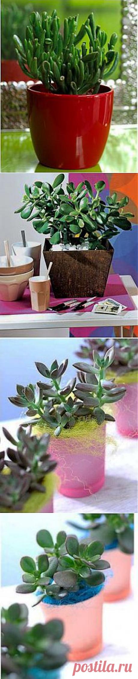 Денежное дерево, толстянка, крассула-особенности ухода и разведения | GreenHome