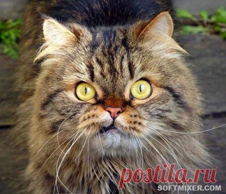 Коты - хулиганы