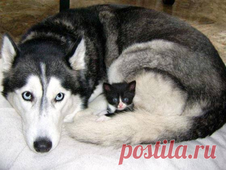Дни свои влачить без друга — 
Наигоршая из бед. 
Жалости душа достойна, 
У которой друга нет. 
(Низами Гянджеви)