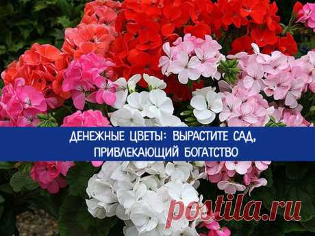 Денежные цветы: вырастите сад, привлекающий богатство 
Знаете ли вы, что существуют комнатные денежные цветы, которые способны увеличить ваш доход? Существуют особые растения, которые могут не только украсить ваш дом, но и привлечь деньги. Благодаря свое…