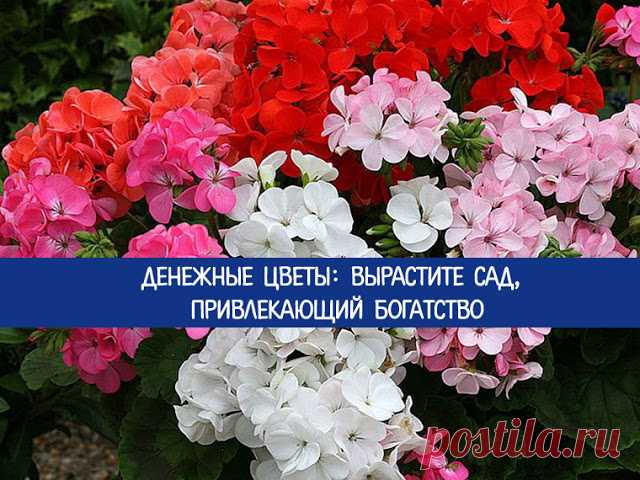 Денежные цветы: вырастите сад, привлекающий богатство 
Знаете ли вы, что существуют комнатные денежные цветы, которые способны увеличить ваш доход? Существуют особые растения, которые могут не только украсить ваш дом, но и привлечь деньги. Благодаря свое…