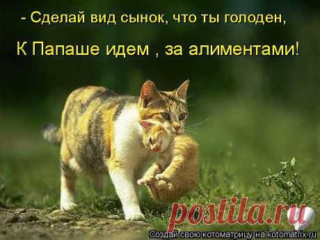 helena-ple — «kotomatrix_28.jpg» на Яндекс.Фотках