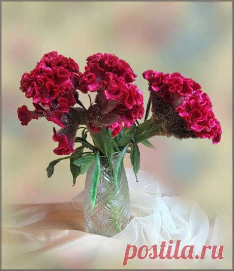 целозия фото цветов: 3 тыс изображений найдено в Яндекс.Картинках