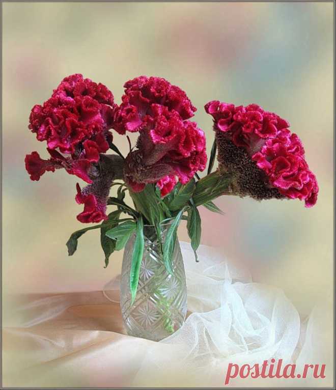 целозия фото цветов: 3 тыс изображений найдено в Яндекс.Картинках