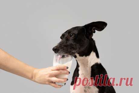 Почему моя собака пьет так много воды?
На то, сколько воды пьют собаки, могут влиять многие факторы, такие как поведенческие особенности и возможные проблемы со здоровьем. Если собака время от времени пьёт больше воды, чем обычно, это, как правило, не должно вызывать беспокойства. Однако, если питомец испытывает постоянную жажду и пьёт много воды на протяжении длительного времени, это может быть признаком хронического заболевания. 
Изображение от  Freepik