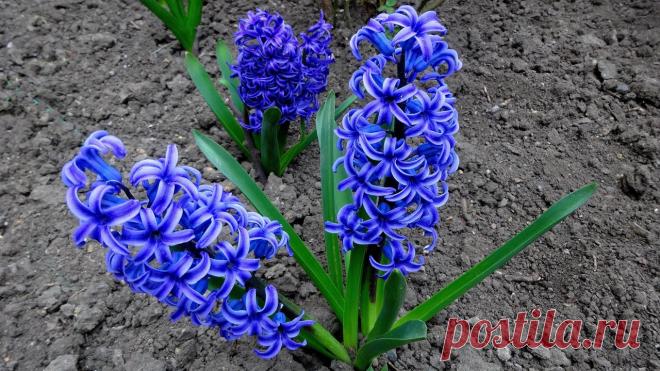 Гиацинты. Фото Евгений Полис