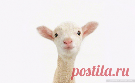 Картинки на белом фоне (35 фото) ⭐ Забавник