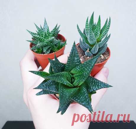 4 растения, с которыми можно забыть о поливе надолго, проверил лично | Антон - цветочник | Яндекс Дзен