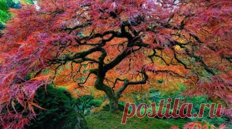 ЛЕГЕНДА О ДЕРЕВЕ