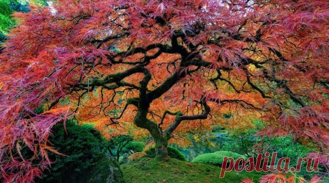 ЛЕГЕНДА О ДЕРЕВЕ