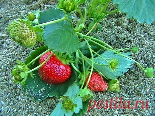 Ремонтантная земляника.