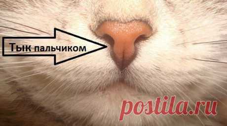 Город кошек