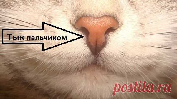 Город кошек