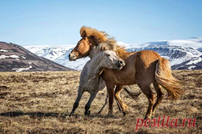 Прекрасные фотографий диких лошадей Лошади с тех пор, как человек приручил их, восхищали людей своей силой, грацией и красотой. Они могут быть настоящими преданными друзьями человека и человек в ответ, порой, платит им также любовью. Фотограф Браги Ингибергссон тоже любит лошадей и фотографировала их с детства...