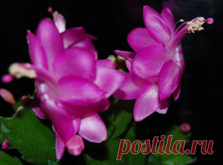 Шлюмбергера у вас дома - рождественский кактус | Антонов Сад | Яндекс Дзен