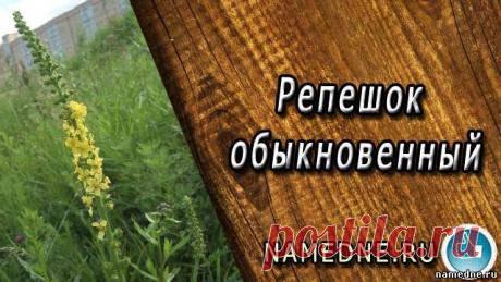 Репешок обыкновенный - лечебные свойства - Названия растений Р - Лечебные травы - Народные рецепты - "NAMEDNE" - НАРОДНЫЕ СРЕДСТВА