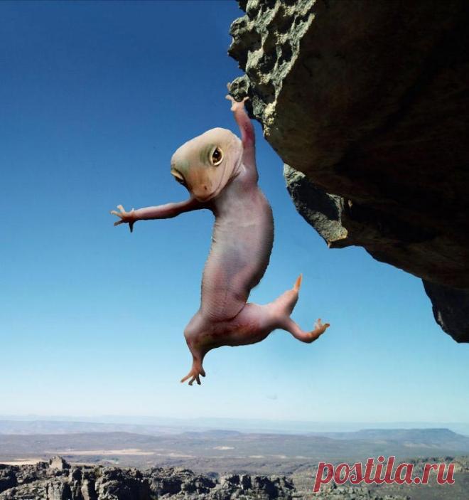 Этот смешной геккон вдохновил пользователей на новую битву фотошоперов