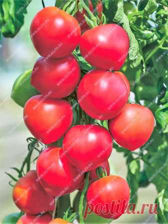 Как выбрать томаты, чтобы в конце сезона не было мучительно больно за потраченное время