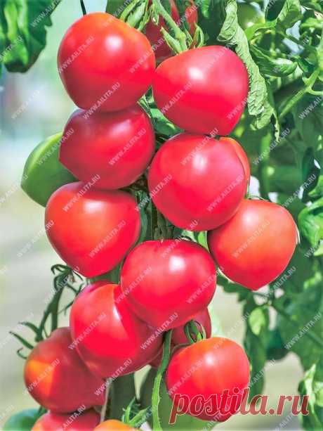 Как выбрать томаты, чтобы в конце сезона не было мучительно больно за потраченное время