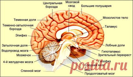 Простукивание тимуса и еще 7 омолаживающих упражнений для желез