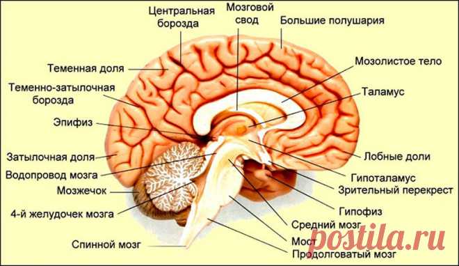 Простукивание тимуса и еще 7 омолаживающих упражнений для желез