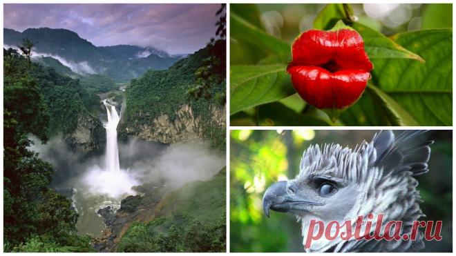 Дикая природа Амазонки (18 фото) | Чёрт побери Подобного этому месту нет нигде на Земле. Здесь удивительное привычно. Рыбы выпрыгивают из воды за добычей, а кошки плавают. Это место прекрасно и жестоко. Это – дикая природа Амазонки. Бассейн реки Амазонка Река Амазонка – крупнейшая река на планете. Ее бассейн – естественная природная среда. Здесь обитает десятая часть всех животных и растений. Этот таинственный регион открывает свои секреты, но Амазонка быстро меняется и эт...