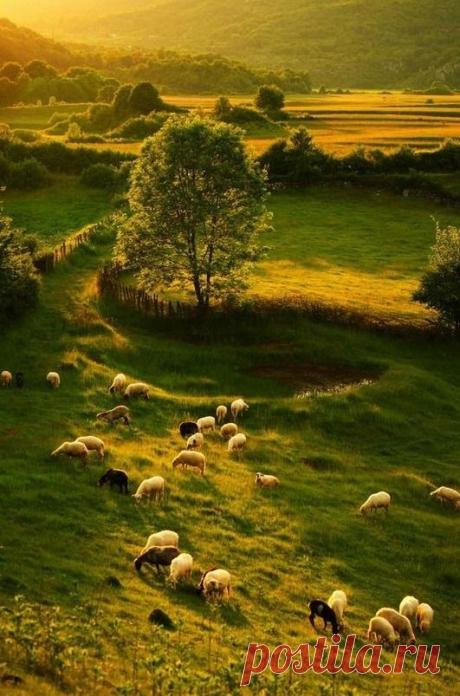 Pinterest