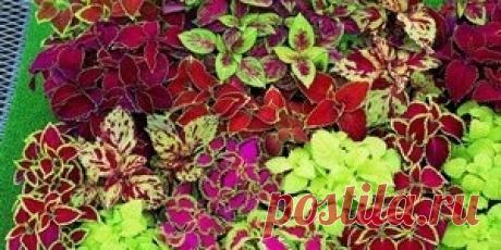 Цветоводство - LadySpecial.ru