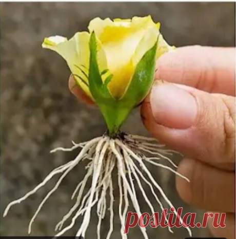 Как размножить розу из бутона
