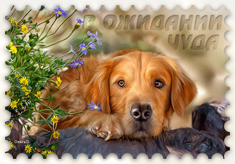 СТИХИ О СОБАКЕ