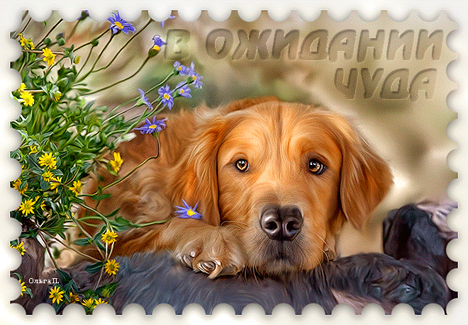 СТИХИ О СОБАКЕ