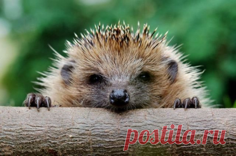 Подборка фотографий прикольных животных. Лучшие приколы