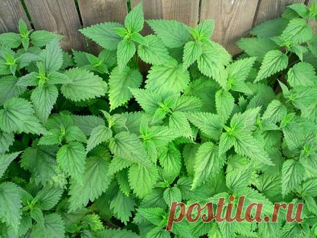 После такой подкормки комнатные растения растут как на дрожжах — Страница 2 — ✔️ Копилка идей!