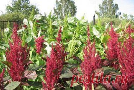 13 полезных растений на вашем участке: | Хитрости Жизни