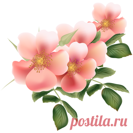 tubes fleurs / bouquets - Blog de l'ile de kahlan