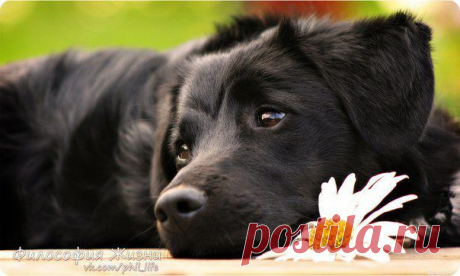 Философия Жизни