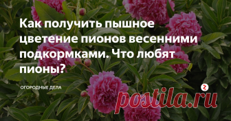 Как получить пышное цветение пионов весенними подкормками. Что любят пионы? Неправильная подкормка весной, например азотом, вместо пышного цветения, даст буйный рост зелени и задержку образования бутонов. Давайте разберемся, на основе советов опытных садоводов, как правильно подкормить весной пионы, чтобы они радовали своими чрезвычайно красивыми цветами.
1.Первая подкормка совпадает с таянием снега, сразу после его схода пионы подкармливают азотно-калиевыми удобрениями и