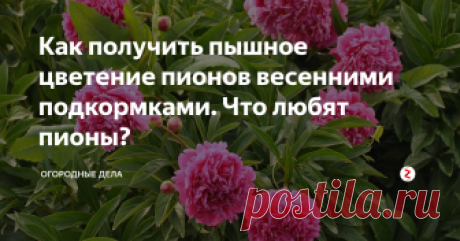 Как получить пышное цветение пионов весенними подкормками. Что любят пионы? Неправильная подкормка весной, например азотом, вместо пышного цветения, даст буйный рост зелени и задержку образования бутонов. Давайте разберемся, на основе советов опытных садоводов, как правильно подкормить весной пионы, чтобы они радовали своими чрезвычайно красивыми цветами.
1.Первая подкормка совпадает с таянием снега, сразу после его схода пионы подкармливают азотно-калиевыми удобрениями и