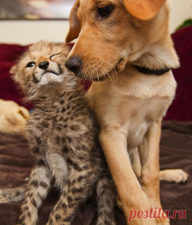 Из жизни друзей.. Год тому назад эти двое нашли друг-друга – маленький гепард по кличке Каси и щенок лабрадора Мтани. Каси бросила мама, и его воспитывали смотрители зоопарка. Однажды было решено провести эксперимент – в Прошел год, а все так же неразлучные друзья продолжают радоваться жизни в зоопарке Буш, что во флоридском национальном парке Тампа-Бэй.