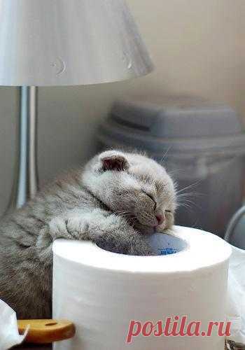Dying of cute