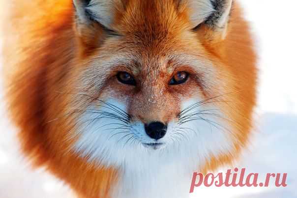 Рыжая