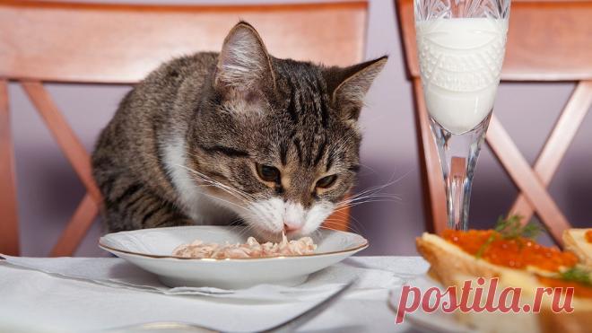 Особенности кормления кошки // ОПТИМИСТ