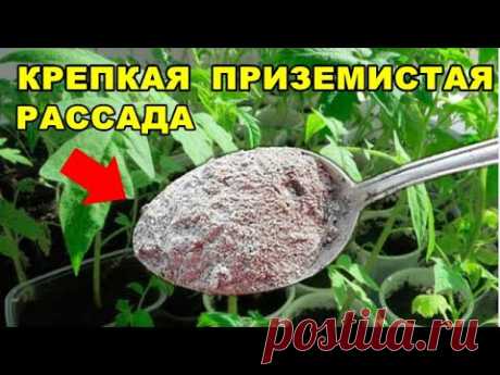 СЕКРЕТ ВЫРАЩИВАНИЯ ПРИЗЕМИСТОЙ РАССАДЫ ТОМАТОВ  С МОЩНЫМ СТЕБЛЕМ И ТЕМНО ЗЕЛЕНЫМИ  ЛИСТЬЯМИ.