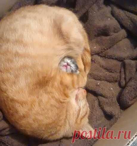 50 очаровательных спящих котят