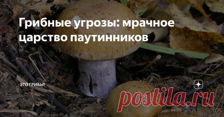 Грибные угрозы: мрачное царство паутинников Не бледной поганкой единой мёртв человек! Опасных грибов в наших лесах гораздо больше - и очень важно уметь распознать их на самых дальних подступах.