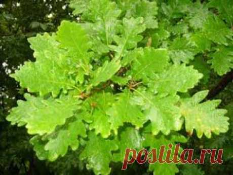 Дубовая роща - Экология Кулешовки: проблемы и решения